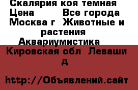 Скалярия коя темная › Цена ­ 50 - Все города, Москва г. Животные и растения » Аквариумистика   . Кировская обл.,Леваши д.